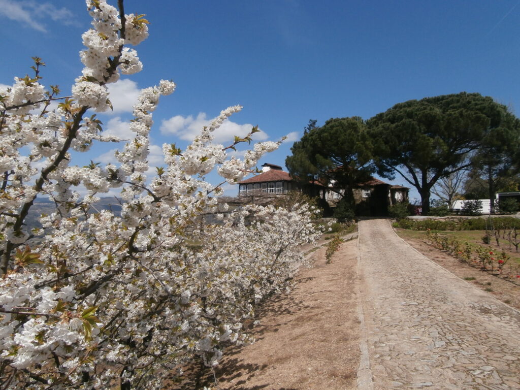 quinta da massorra, massorra, vinhos